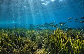 Zonasi Padang Lamun & Karbon Biru 2025: Potensi, Konflik, dan Strategi Indonesia dalam Blue Carbon